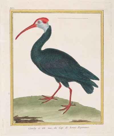 Courly à tête nu, du Cap de bonne Esperance, 1770-86 door Francois Nicolas Martinet