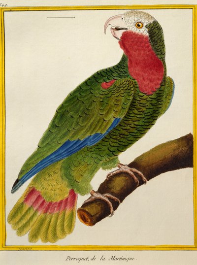 Cubaanse papegaai (Amazona leucocephala), uit Histoire naturelle des oiseaux door Francois Nicolas Martinet