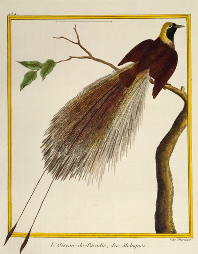 Grote Paradijsvogel (Paradisaea apoda), uit Histoire naturelle des oiseaux door Francois Nicolas Martinet