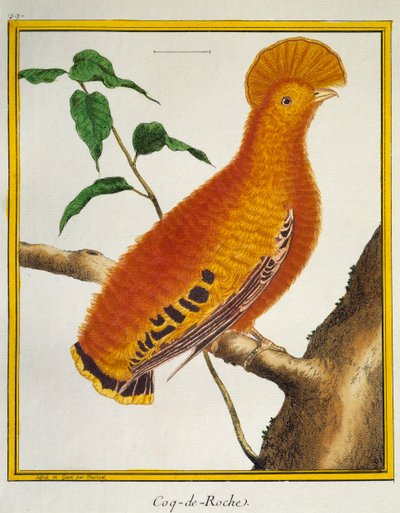Guyaanse Rotshaan (Rupicola rupicola), uit Histoire naturelle des oiseaux door Francois Nicolas Martinet