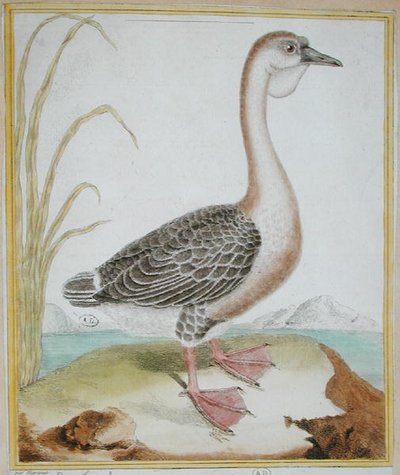 Parelhoen, uit 