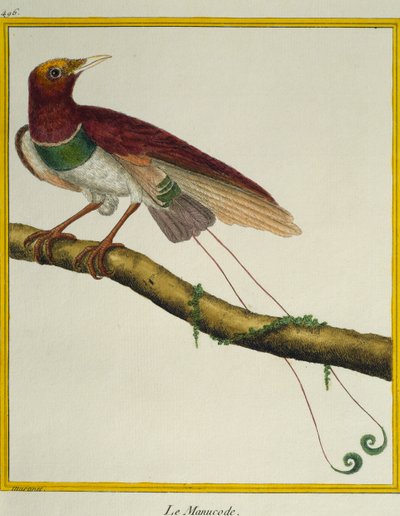 Koningsparadijsvogel, uit Histoire naturelle des oiseaux door Francois Nicolas Martinet