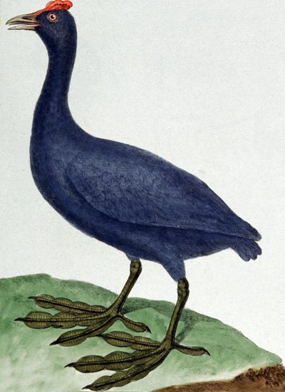 Madagaskar door Francois Nicolas Martinet