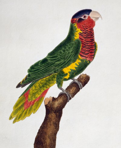 Versierde Lori (Trichoglossus ornatus), uit Histoire naturelle des oiseaux door Francois Nicolas Martinet