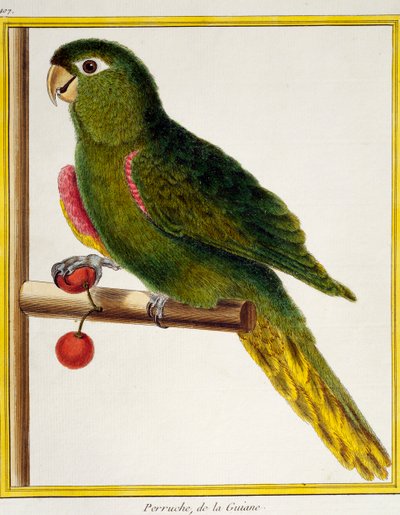 Roodschouderara (Diopsittaca nobilis), uit Histoire naturelle des oiseaux door Francois Nicolas Martinet