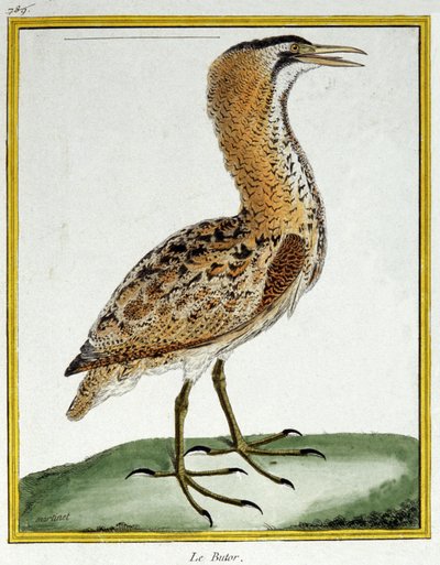 Wetenschap. Zoölogie. Roerdomp. Gravure door Francois Nicolas Martinet in: Histoire naturelle des oiseaux, door Georges Louis Leclerc de Buffon, Frankrijk, c.1777 door Francois Nicolas Martinet