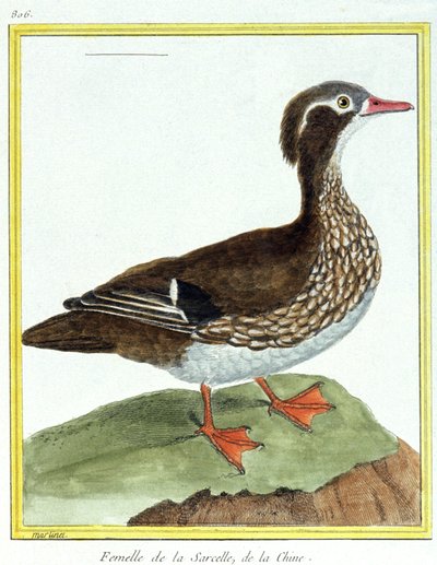 Chinese Taling. Gravure door Francois Nicolas Martinet in: Histoire naturelle des oiseaux, door Georges Louis Leclerc de Buffon, Frankrijk, ca. 1777 door Francois Nicolas Martinet
