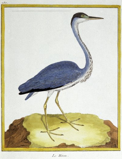 Wetenschap. Zoölogie. Reiger. Gravure door Francois Nicolas Martinet in: Histoire naturelle des oiseaux, door Georges Louis Leclerc de Buffon, Frankrijk, c.1777 door Francois Nicolas Martinet