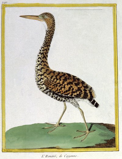 Wetenschap. Zoölogie. Reiger van Cayenne (Frans-Guyana). Gravure door Francois Nicolas Martinet in: Histoire naturelle des oiseaux, door Georges Louis Leclerc de Buffon, Frankrijk, ca. 1777 door Francois Nicolas Martinet