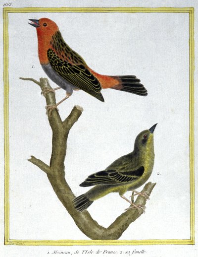Huismus van Ile de France. Gravure door Francois Nicolas Martinet in: Histoire naturelle des oiseaux, door Georges Louis Leclerc de Buffon, Frankrijk, ca. 1777 door Francois Nicolas Martinet