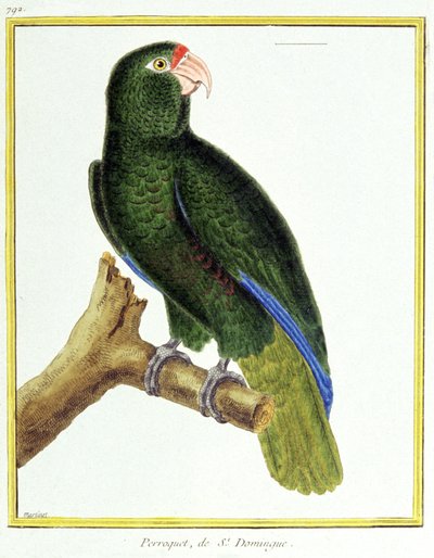 Wetenschap. Zoölogie. Papegaai van Santo Domingo. Gravure door Francois Nicolas Martinet in: Histoire naturelle des oiseaux, door Georges Louis Leclerc de Buffon, Frankrijk, ca. 1777 door Francois Nicolas Martinet
