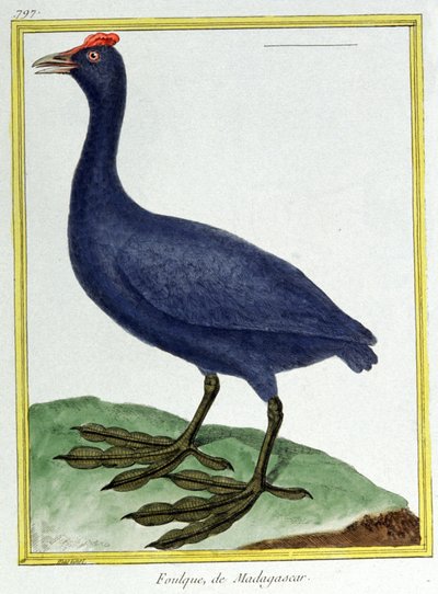 Wetenschap. Zoölogie. Rode knobbelhoen (van Madagaskar). Gravure door Francois Nicolas Martinet in: Histoire naturelle des oiseaux, door Georges Louis Leclerc de Buffon, Frankrijk, ca. 1777 door Francois Nicolas Martinet