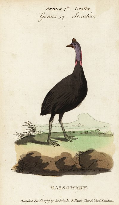 Zuidelijke kasuaris, Casuarius casuarius door Francois Nicolas Martinet