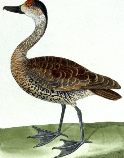 De Fluitende Eend door Francois Nicolas Martinet