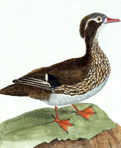 De taling door Francois Nicolas Martinet