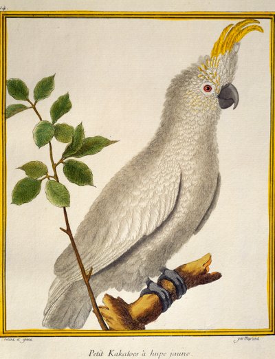 Geelkuifkaketoe (Cacatua sulphurea), uit Histoire naturelle des oiseaux door Francois Nicolas Martinet