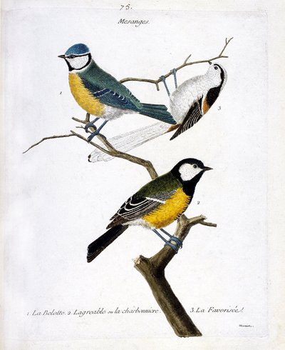 Zoologische plaat (ornithologie): Mezen. 1: de belotte (blauwe mees of appeared caeruleus), 2. de aangename of de koolmees (koolmees of parus major. 3. De geliefde (staartmees of aegithalos caudatus) op een tak. Illustratie in 