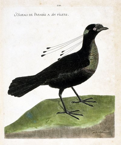 Zoologische plaat (ornithologie): paradijsvogel met zes netten (wahnes paradijs of wahnesi patoria). Illustratie in “De Geschiedenis van de Vogels, Geschilderd in Hun Verschijnende en Gevoelige Aspecten” door Francois Nicolas Martinet (1731-1800). Privécol door Francois Nicolas Martinet