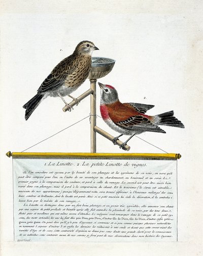 Zoologische kaart (ornithologie): van boven naar beneden: De kneu (melodieuze kneu) en de kleine kneu van de wijngaarden (carduelis cannabina) op een zitstok. Illustratie in 