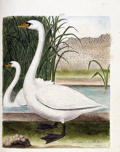 Zoologische plaat (ornithologie): vooraan: de zwaan en daarachter zijn vrouwtje (tuber zwaan of cygnus olor). Illustratie in “De Geschiedenis van de Vogels, Geschilderd in Hun Verschijnende en Gevoelige Aspecten” door Francois Nicolas Martinet (1731-1800). door Francois Nicolas Martinet