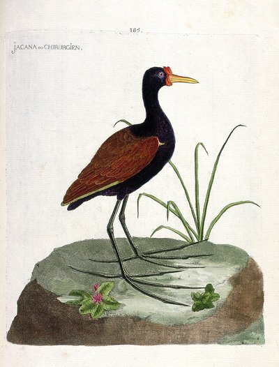 Zoologische kaart (ornithologie): jacana of chirurg (jacana jacana). Illustratie in 