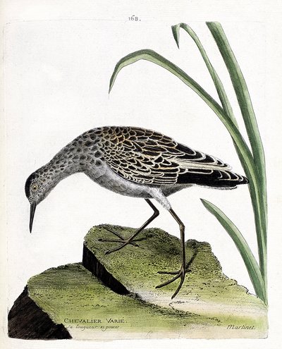 Zoologisch bord (ornithologie): ridder varieert (vechter varieert of philomachus pugnax). Illustratie in 