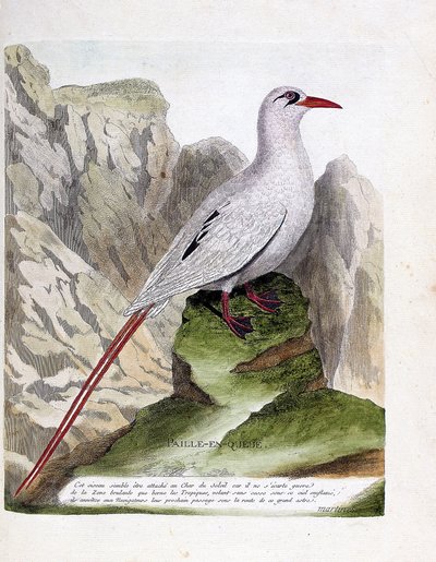 Zoologische kaart (ornithologie): staartstro (staartstro of roodgestreepte phaeton of rubricauda). Illustratie in "De Geschiedenis van de Vogels, Geschilderd in Hun Verschijning en Gevoelige Aspecten" door Francois Nicolas Martinet (1731-1800). Privécollec door Francois Nicolas Martinet