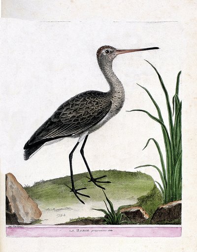 Zoologische kaart (ornithologie): zwarte ruiter (limosa limosa). Illustratie in 