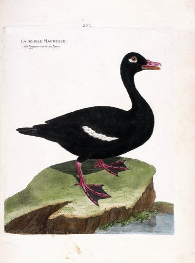 Zoologische plaat (ornithologie): de dubbele scoter (bruine scoter of melanitta fusca). Illustratie in “De Geschiedenis van de Vogels, Geschilderd in Hun Verschijnende en Gevoelige Aspecten” door Francois Nicolas Martinet (1731-1800). Privécollectie. door Francois Nicolas Martinet