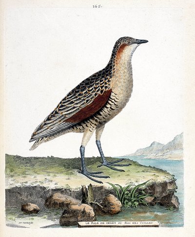 Zoologische kaart (ornithologie): de knie rale of kwartel koning (crex crex). Illustratie in "De Geschiedenis van de Vogels, Geschilderd in Hun Verschijning en Gevoelige Aspecten" door Francois Nicolas Martinet (1731-1800). Privécollectie. door Francois Nicolas Martinet