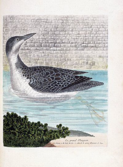 Zoologische kaart (ornithologie): de ijsduiker (ijsduiker of gavia immer). Illustratie in 