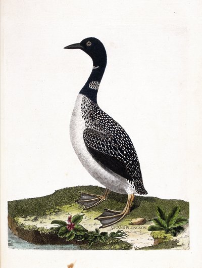 Zoologische kaart (ornithologie): grote spotduiker (gavia immer). Illustratie in 