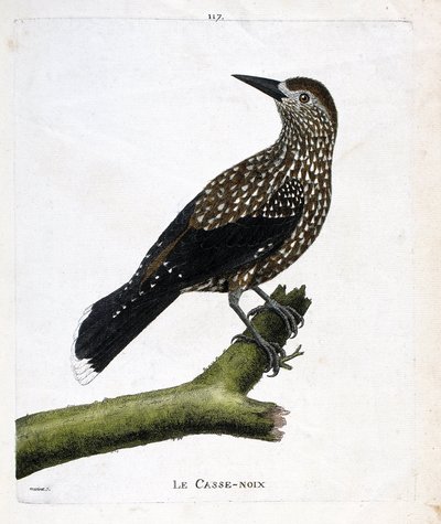 Zoologisch bord (ornithologie): de notenkraker (vliegende noot of nucifraga caryocatacts) op een tak. Illustratie in 