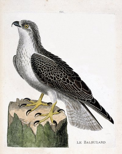 Zoologische plaat (ornithologie): de visarend (visarend of pandion haliaetus). Illustratie in “De Geschiedenis van de Vogels, Geschilderd in Hun Verschijnende en Gevoelige Aspecten” door Francois Nicolas Martinet (1731-1800). Privécollectie. door Francois Nicolas Martinet