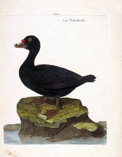 Zoologische kaart (ornithologie): de zwarte zee-eend (zwarte zee-eend of melanitta nigra). Illustratie in "De Geschiedenis van de Vogels, Geschilderd in Hun Verschijning en Gevoelige Aspecten" door Francois Nicolas Martinet (1731-1800). Privécollectie. door Francois Nicolas Martinet