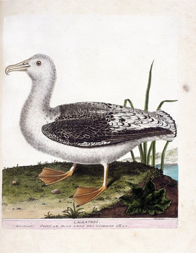Zoologische kaart (ornithologie): albatros (albatros of diomedea exulans). Illustratie in 