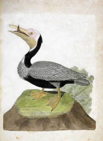 Zoologische kaart (ornithologie): Amerikaanse bruine pelikaan (bruine pelikaan of pelecanus occidentalis). Illustratie in 