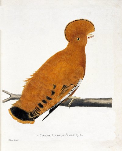 Zoologische kaart (ornithologie): Amerikaanse rots haan (oranje haan of rupicola rupicola) op een tak door Francois Nicolas Martinet