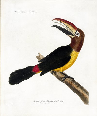 Zoologische kaart (ornithologie): Aracaris, vulgair toekan (groene aracari of pteroglossus viridis) door Francois Nicolas Martinet