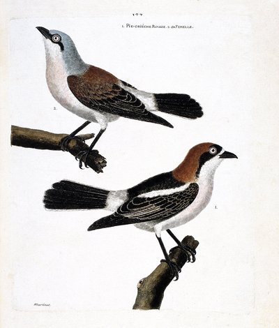 Zoologische kaart (ornithologie): Onder: de roodkopklauwier of klauwier met roodkop (lanius senator) en zijn vrouwtje (klauwier ecorcheur of lanius collurio) op de bovenste tak. door Francois Nicolas Martinet