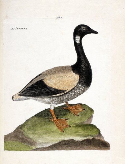 Zoologische kaart (ornithologie): Brant (brant of branta bernicla). Illustratie in 