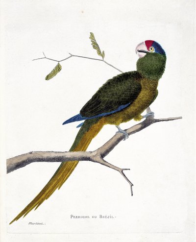 Zoologische kaart (ornithologie): Braziliaanse parkiet (rood-voorhoofd conure of aratinga canicularis) op een tak. Illustratie in 