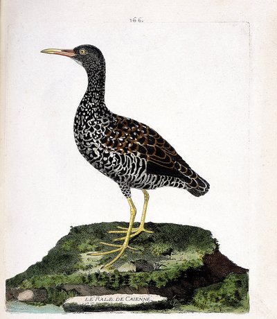 Zoologische kaart (ornithologie): Cayenne