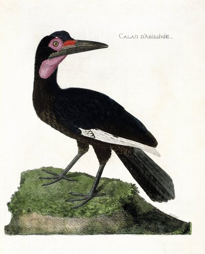 Zoologische kaart (ornithologie): Calao d