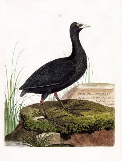 Zoologische kaart (ornithologie): Meerkoet of Moselle (Macroule cot of fulica atra). Illustratie in 