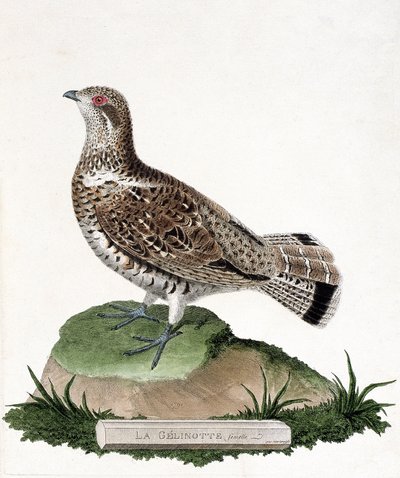 Zoologische kaart (ornithologie): Vrouwelijke gelinotte (bosgelinotte of bonasia bonasia). Illustratie in 
