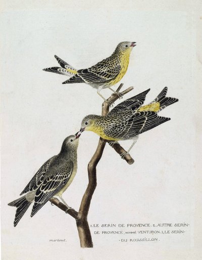 Zoologische kaart (ornithologie): Van boven naar beneden: serin du Roussillon (serin Cini of serinus serinus) op een tak, de serin de provence (venturon montagnard of serinus citrinella) en andere serin de provence. Illustratie in 