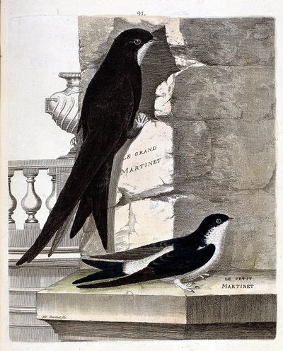 Zoologische kaart (ornithologie): Grote Gierzwaluw (Zwarte Gierzwaluw of apus apus) en Kleine Gierzwaluw (Raamzwaluw of Urbica Delichon). Illustratie in 