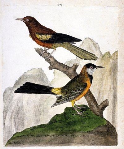 Zoologische kaart (ornithologie): Ilinois Merel (Baltimore troepiaal of icterius bonana) en Guiana Merel (Martinique troepiaal of icterius bonana) op een tak. Illustratie in “De Geschiedenis van de Vogels, Geschilderd in Hun Verschijnende en Gevoelige Aspe door Francois Nicolas Martinet
