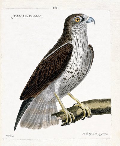 Zoologische kaart (ornithologie): Jean-le-Blanc of Jean le Blanc (circaete Jean Le Blanc of circaetus gallicus) op een tak. Illustratie in "De Geschiedenis van de Vogels, Geschilderd in Hun Verschijning en Gevoelige Aspecten" door Francois Nicolas Martinet door Francois Nicolas Martinet